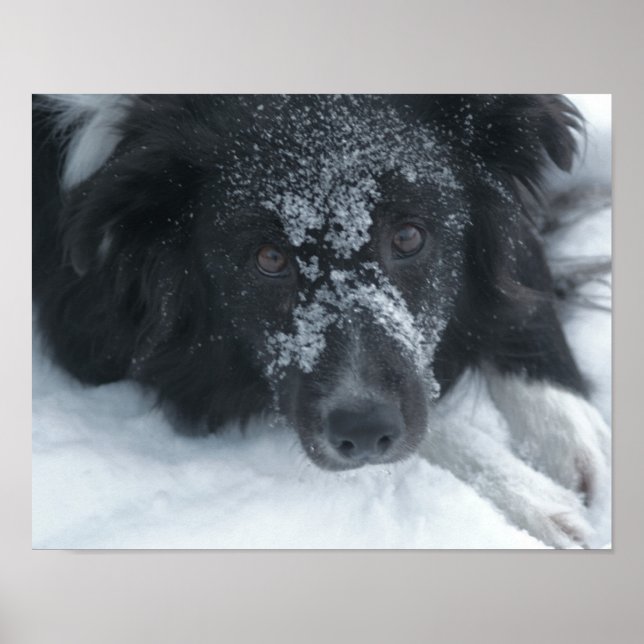 Poster Frontière à neige Collie Chien (Devant)