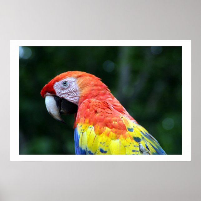 Poster frontière de scarlet macaw (Devant)