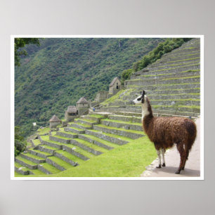 Poster frontière peruv-llama