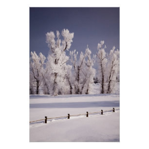 Poster Frost a couvert les arbres et la barrière, le