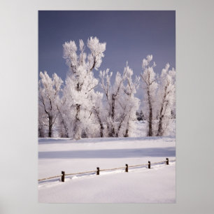 Poster Frost Covered Trees and Fence, Colorado