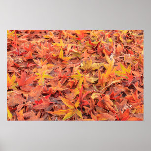 Poster Frosty matin, Mill Creek, WA, États-Unis
