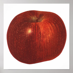 Poster Fruit Alimentaire Ancien, Pomme Rouge Délicieuse B