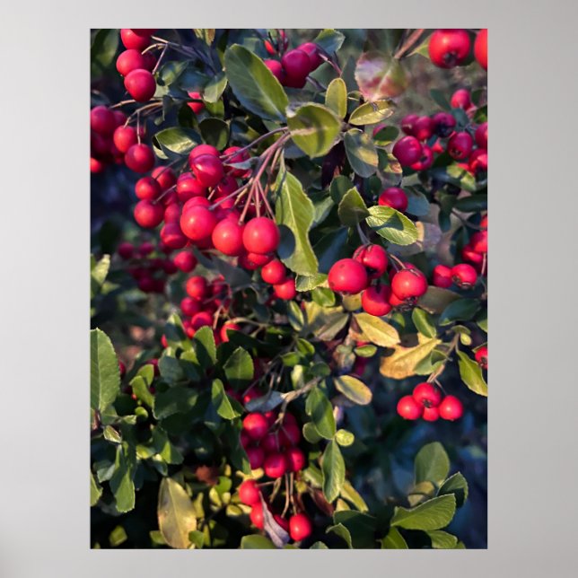 Poster Fruit d'automne (Devant)