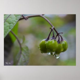 Poster Fruit de clarté