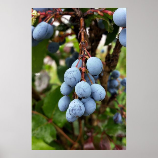 Poster Fruit d'épine noire (Devant)