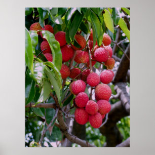 Poster Fruit Lychee