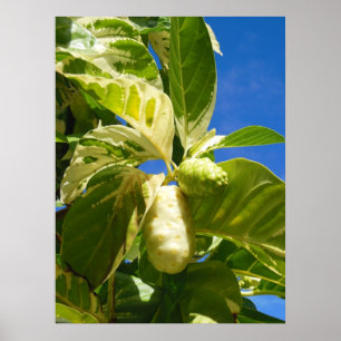 Poster Fruit non i non traité