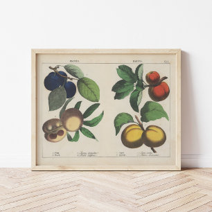 Poster Fruits   Charlotte Mary Yonge