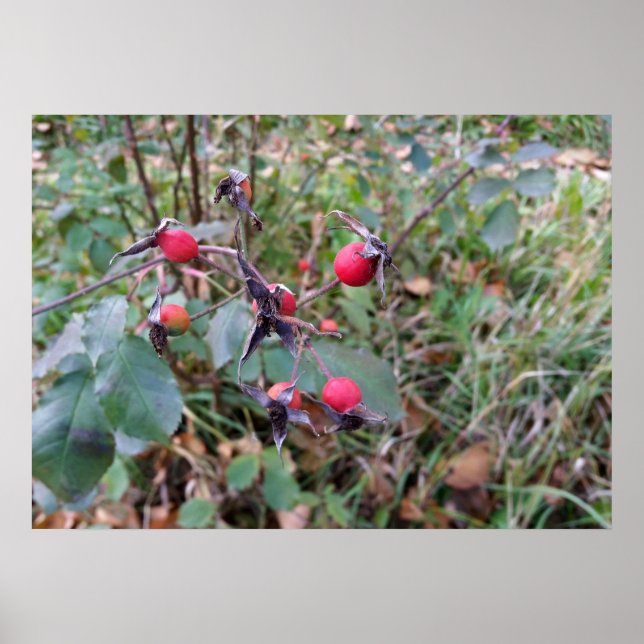 Poster fruits de l'automne (Devant)