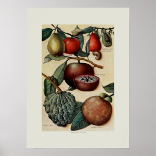 Poster Fruits tropicaux