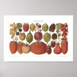 Poster Fruits vintages Berries Antique esthétique