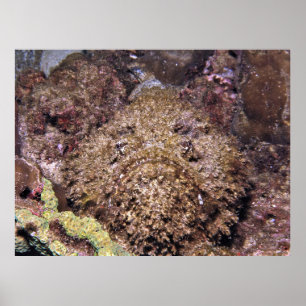 Poster Frumpy Stonefish
