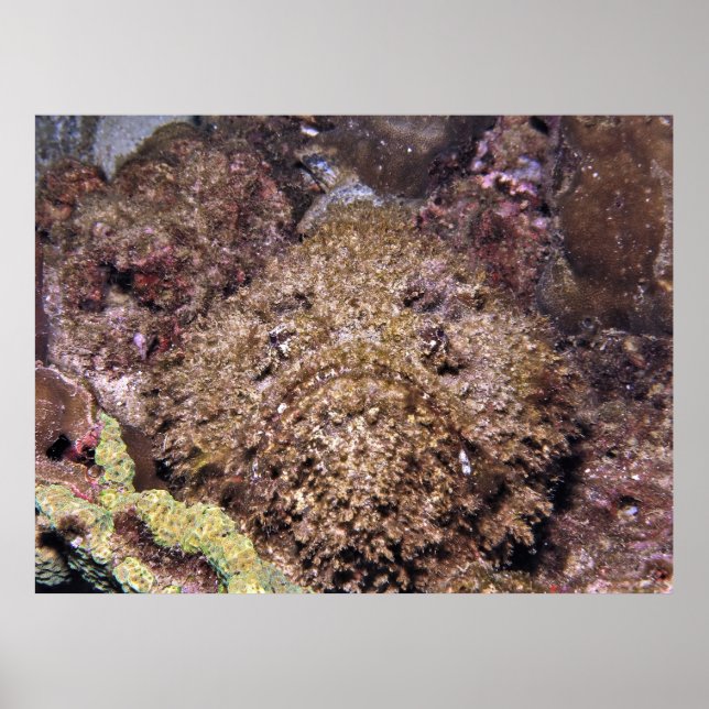 Poster Frumpy Stonefish (Devant)