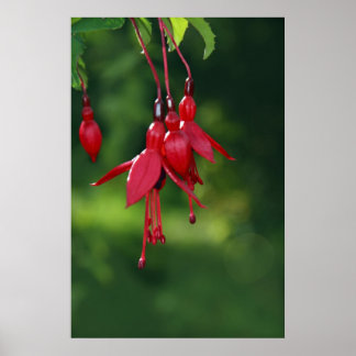 poster fuchsia accroché
