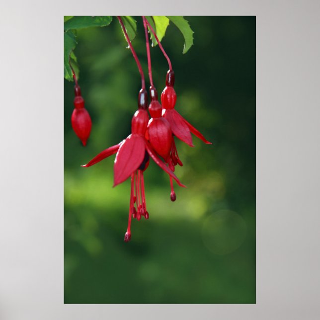poster fuchsia accroché (Devant)