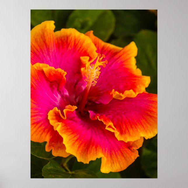 Poster Fuchsia hawaïenne et Hibiscus orange (Devant)