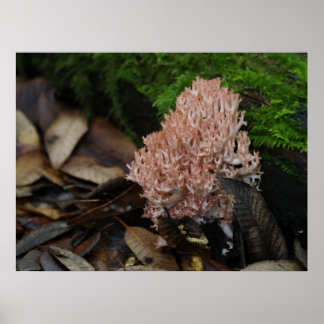 Poster Fungus de corail