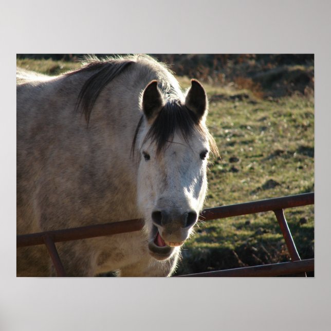 Poster Funny Grey Mare (Devant)