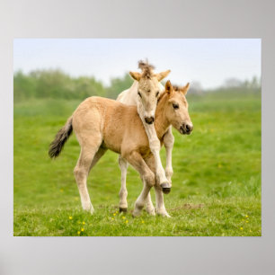 Poster Funny Wild Konik Horses Foals Playing Together -