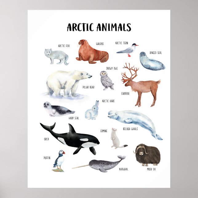 Poster für Arktische Tiere im Unterricht (Vorne)