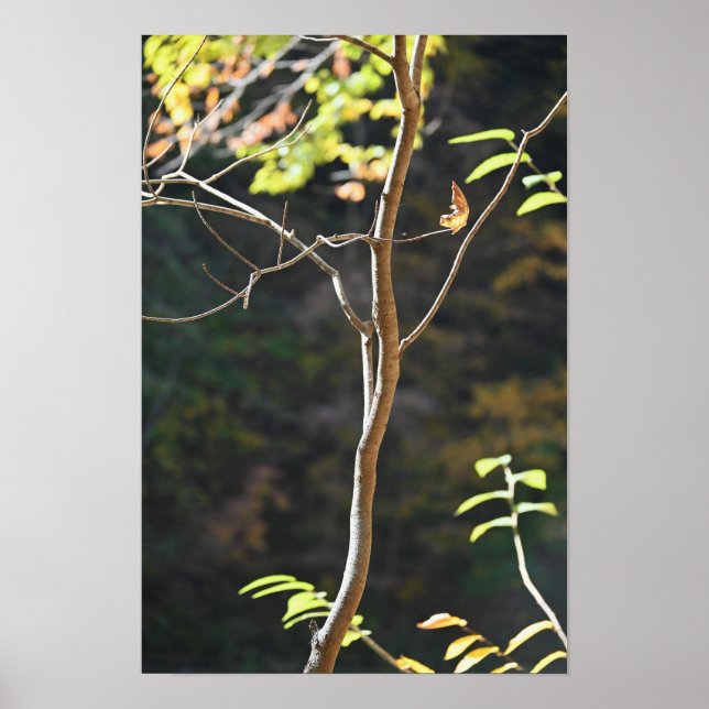 Poster für Baumzweige (Vorne)