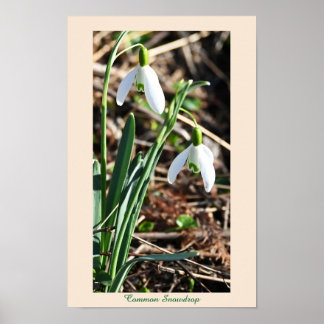 Poster für Blume mit Schneefall
