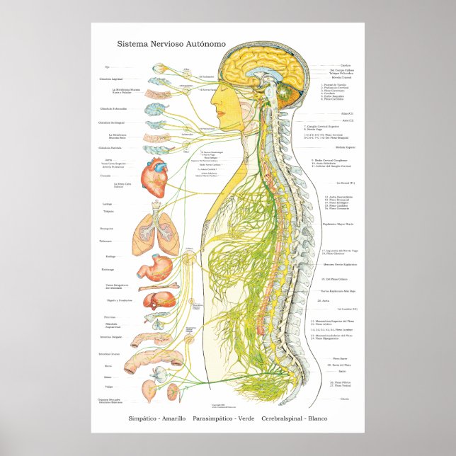 Poster für das autonome Nervensystem in der spanis (Vorne)