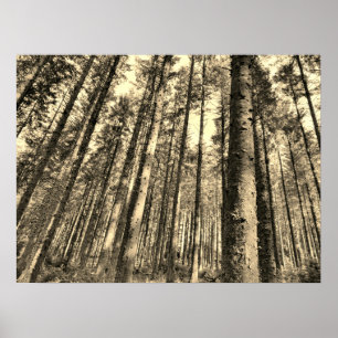 Poster für dramatische Waldbaumen