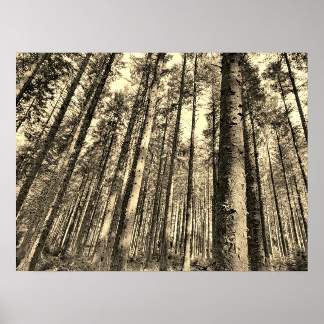 Poster für dramatische Waldbaumen (Vorne)