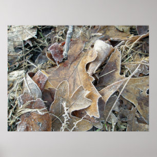 Poster für Frosty Morning Blätter