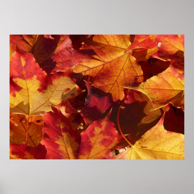 Poster für Herbst (Vorne)