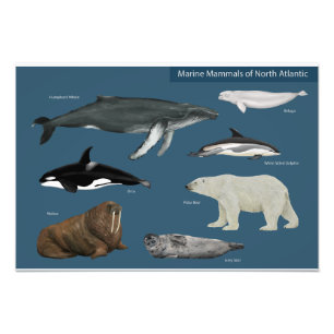 Poster für Meeressäugetiere / wild lebende Tiere
