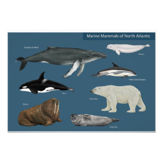 Poster für Meeressäugetiere / wild lebende Tiere