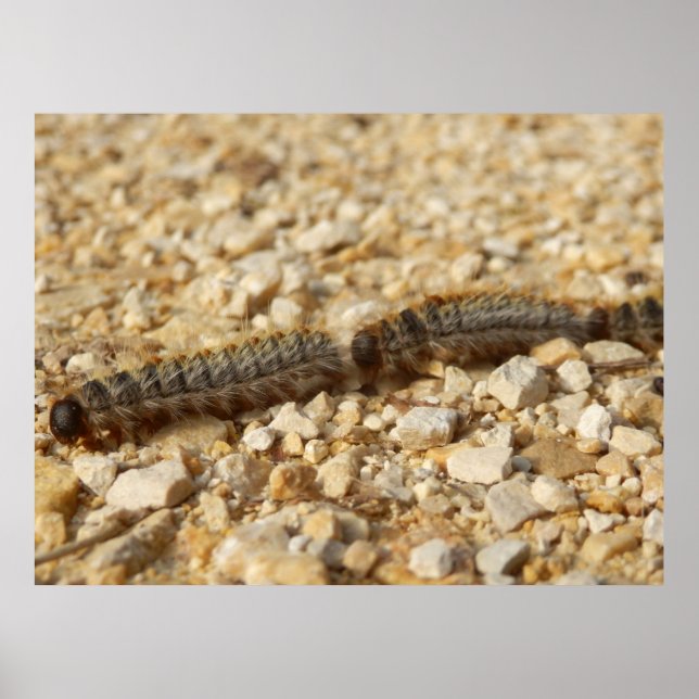 Poster für prozessuale Raupen (Vorne)