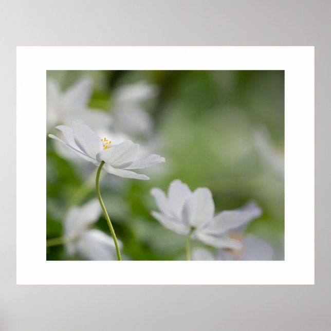 Poster für weiße Blume (Vorne)
