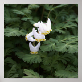 Poster für weiße Wildblumen