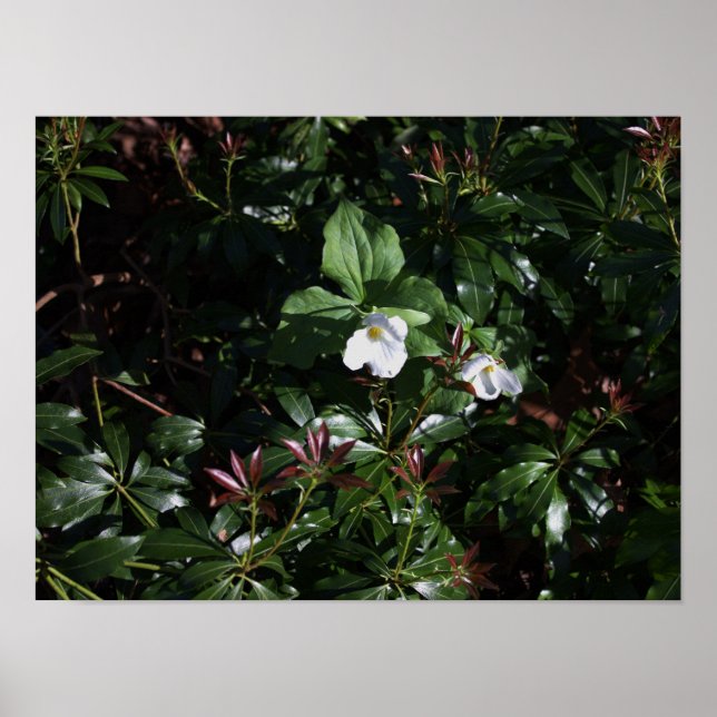 Poster für weiße Wildblumen (Vorne)