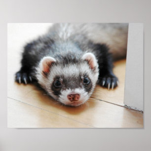 Poster Furet adorable de sable
