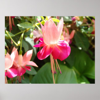 Poster Fuschia rose vif