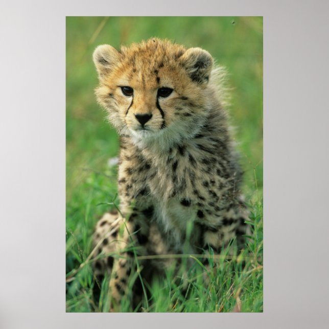 Poster Fuzzy Cheetah Cub (Devant)