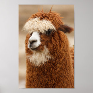 Poster Fuzzy Llama