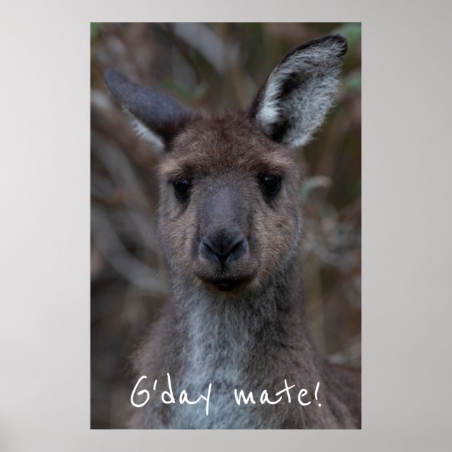 Poster G jour Mate Western Grey Kangaroo (Devant)