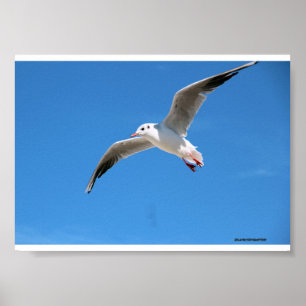 Poster Gabbiano in volo nel cielo azzurro - fotografia na