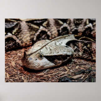 Poster Gaboon Viper Snake Photo