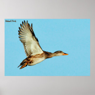 Poster Gadwell Duck