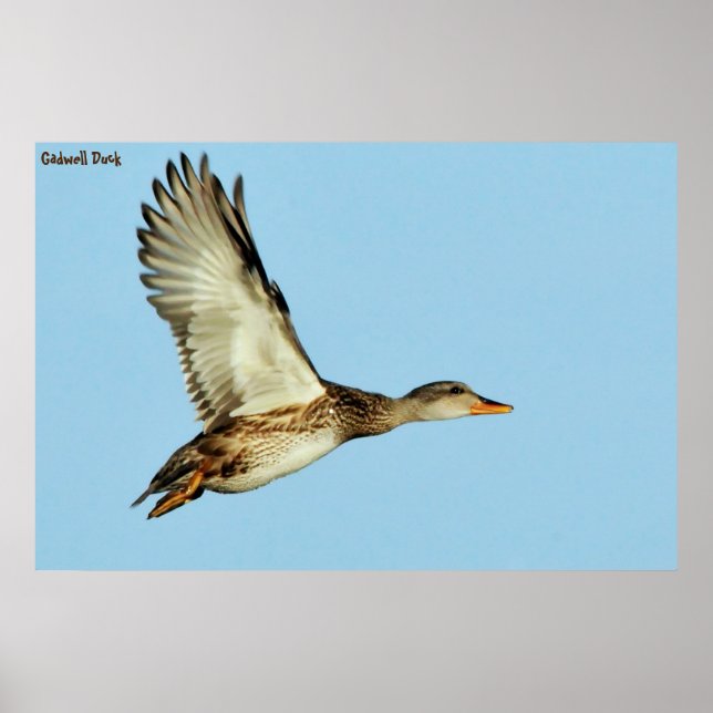 Poster Gadwell Duck (Devant)