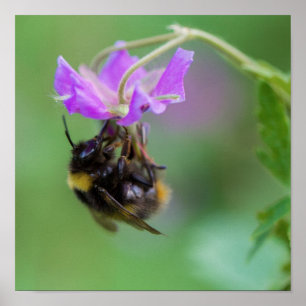 Poster Gaffez la photo d'abeille