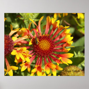 Poster Gaillardia de fanfare - customisé