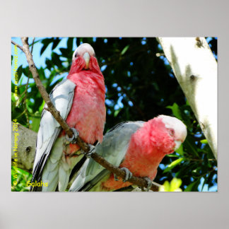 Poster Galahs (Cockatoos à poitrine Rose/roseate)